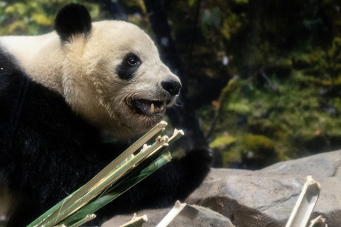 Panda di Ueno Zoo, Tokyo, Jepang, akan dikembalikan ke China. Foto: Philip Fong/AFP