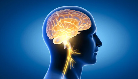 Ilustrasi saraf otak. Foto: Axel_Kock/Shutterstock
