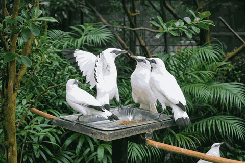 Penangkaran jalak bali sistem koloni di Lembang Park & Zoo Cimahi (Foto: Fabian S.R.)