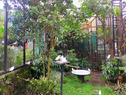 Makanan jalak bali berupa serangga kecil, buah-buahan, dan nektar. Kandang koloni di Lembang Park & Zoo Cimahi (Foto: Fabian S.R.). 