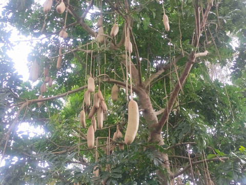 Tak banyak orang tahu bahwa pohon ini menyimpan kisah panjang tentang racun, obat, dan hubungan manusia dengan alam (Foto: Dokumen penulis)