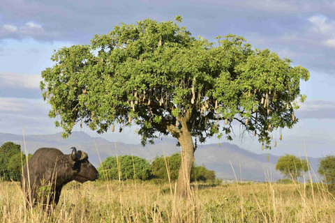 Pohon sosis merupakan tanaman asli Afrika tropis, khususnya wilayah Afrika bagian selatan dan timur. Buahnya menjadi sumber makanan bagi satwa seperti gajah, babun, dan antelop (Foto: https://www.pexels.com/photo/a-black-carabao-near-the-tree-15409582/)