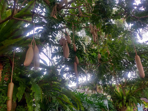 Sifat beracun tersebut justru menjadi dasar pemanfaatan pohon sosis dalam pengobatan tradisional Afrika (Foto: Dokumen penulis)