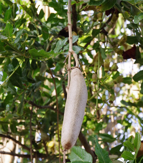 Buahnya dapat mencapai panjang satu meter dengan berat hingga sepuluh kilogram (Foto: Dokumentasi penulis)