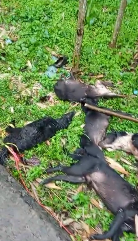 Anjing yang menggigit korban. Dok Istimewa