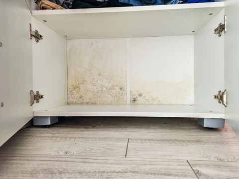 Ilustrasi lemari berjamur. Foto: Slapik/Shutterstock