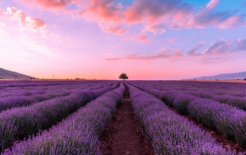 Ilustrasi Ladang Lavender. Pexels/Ioannis Ioannidis