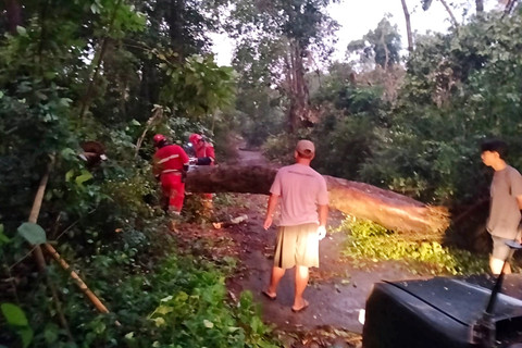 Petugas memotong pohon yang tumbang ke jalan akibat hujan disertai angin kencang di Kabupaten Sleman, Yogyakarta, Sabtu (31/1/2026). Foto: Dok. BPBD Sleman