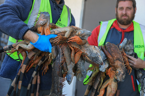 Blake Wilkins dan Andrew Baron, penangkap iguana dari Redline Iguana Removal, menurunkan iguana hijau yang kedinginan dan mati selama gelombang dingin di Hollywood, Florida, AS, Senin (2/2/2026) waktu setempat. Foto: Joe Raedle/Getty Images/AFP