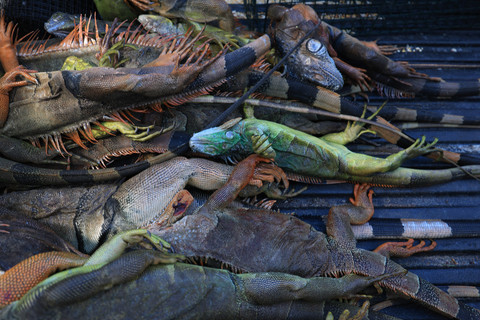 Iguana hijau yang kedinginan dan mati tergeletak di bak truk setelah dikumpulkan oleh layanan Redline Iguana Removal selama gelombang dingin di Hollywood, Florida, AS, Senin (2/2/2026) waktu setempat. Foto: Joe Raedle/Getty Images/AFP