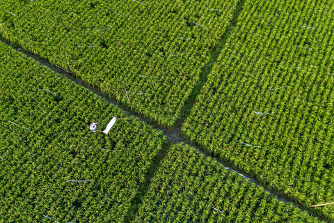Foto udara petani mengusir hama burung pipit di lahan sawah miliknya di desa Pabean Udik, Indramayu, Jawa Barat, Selasa (3/2/2026). Foto: Dedhez Anggara/Antara Foto