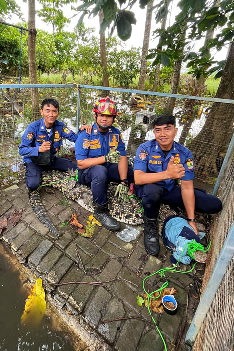 Dua ekor buaya muara berukuran dua dan tiga meter dievakuasi tim Rescue Damkar Karawang, Jawa Barat. Foto: Dok. Damkar Kabupaten Karawang