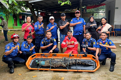 Dua ekor buaya muara berukuran dua dan tiga meter dievakuasi tim Rescue Damkar Karawang, Jawa Barat. Foto: Dok. Damkar Kabupaten Karawang
