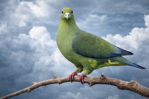 Punai salung sebagai spesies khas hutan pegunungan tropis dengan karakter fisik yang unik. Keunikan punai salung terletak pada warna bulunya yang sering menipu mata. Sekilas hijau polos, tetapi berubah mengikuti arah cahaya (Gambar: Fabian S.R.)