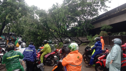 Pohon berukuran 10 meter di Jalan Cakung Cilincing tumbang pada Minggu (8/2/2026). Foto: Dok. Sudin Gulkarmat Jakut