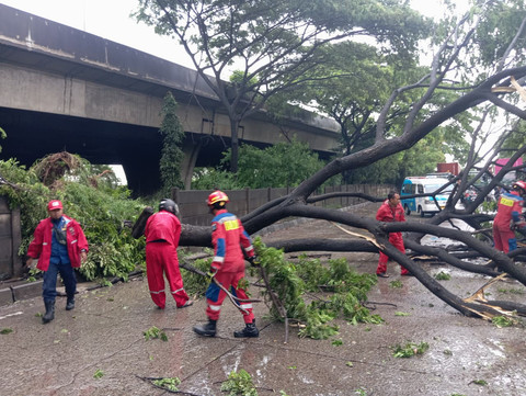 Pohon berukuran 10 meter di Jalan Cakung Cilincing tumbang pada Minggu (8/2/2026). Foto: Dok. Sudin Gulkarmat Jakut