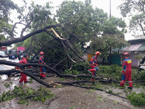 Pohon berukuran 10 meter di Jalan Cakung Cilincing tumbang pada Minggu (8/2/2026). Foto: Dok. Sudin Gulkarmat Jakut