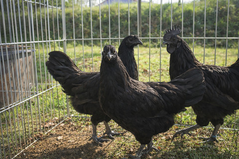 Seluruh tubuhnya hitam. Bulu, kulit, mata, lidah, pial, hingga kloaka berwarna gelap. Bahkan tulang dan dagingnya kehitaman. Foto: ChatGPT