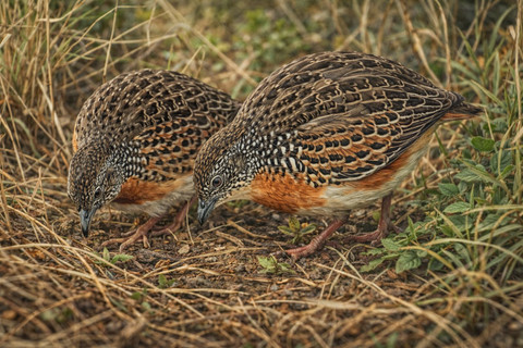 Ia kecil, tidak populer, tetapi bernilai besar. Ia mengajarkan bahwa konservasi bukan soal spesies besar saja. Burung kecil pun menyimpan makna peradaban ekologis. Foto: ChatGPT