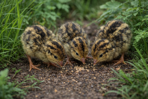Gemak sumba berbeda secara filogenetik dengan puyuh biasa. Ia bukan puyuh famili Phasianidae. Foto: ChatGPT