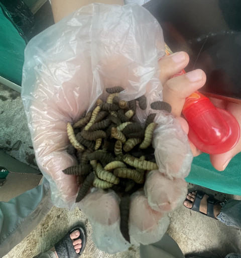 Maggot lalat/Black Soldier Fly (BSF). Foto: Dokumentasi pribadi (2025)