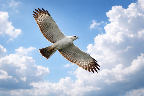 Salah satu burung paling langka di bumi pemangsa endemik ini hidup dalam bayang-bayang kepunahan, dengan populasi kecil, wilayah jelajah sempit, dan ancaman yang datang dari berbagai arah. Foto: ChatGPT Image