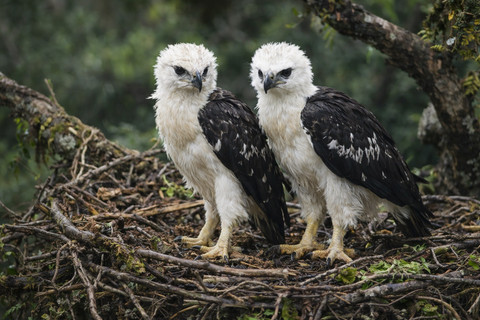 Sarangnya dibangun di pohon-pohon besar. Ia bertelur satu hingga dua butir, dengan masa pengeraman sekitar 45 hari. Anaknya diasuh selama berbulan-bulan. Sekitar usia enam hingga delapan bulan, anak mulai belajar mandiri. Foto: ChatGPT Image.