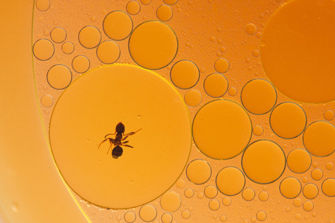 Ilustrasi semut dalam minyak. Foto: Czintos Odon/Shutterstock