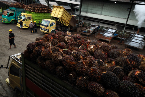 Sejumlah pekerja membongkar Tandan Buah Segar (TBS) kelapa sawit dari atas mobil sebelum dimasak di salah satu pabrik minyak kelapa sawit milik PT.Astra Agro Lestari Tbk di Kabupaten Mamuju Tengah, Sulawesi Barat, Jumat (13/2/2026). Foto: Akbar Tado/ANTARA FOTO