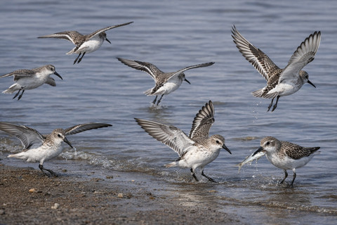 Dunlin termasuk spesies yang sensitif terhadap perubahan ini. Keberadaannya menjadi penanda kesehatan ekosistem pesisir. Foto: ChatGPT Image. 