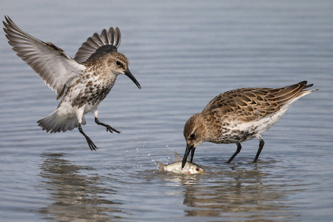 Mereka mencari makan di lumpur pasang surut, rawa, dan pantai dangkal. Cara makannya unik, seperti mesin jahit. Ia menusuk lumpur secara ritmis dan cepat. Foto: ChatGPT Image. 