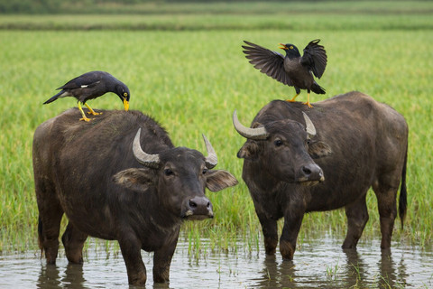 Jalak Kebo membantu menjaga kesehatan ternak dengan memangsa parasit di tubuh kerbau. Foto: ChatGPT Image.