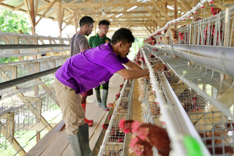Usaha peternakan ayam petelur Benediktus Dalupe yang dikembangkan untuk mendukung ketahanan pangan. Foto: Dok. Bakom RI