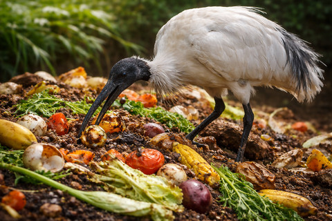 Burung ini adalah spesies yang sangat adaptif. Ia mampu bertahan di rawa alami, sawah buatan, danau kota, hingga tempat pembuangan sampah. Foto: ChatGPT Image.