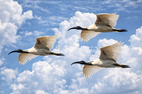 Ibis cucuk besi termasuk dalam spesies yang dilindungi secara ekologis melalui kebijakan konservasi habitat. Foto: ChatGPT Image.