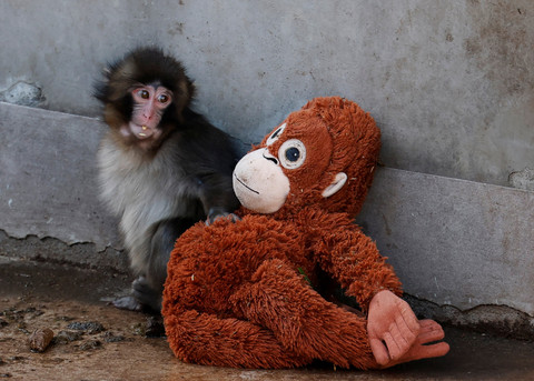 Seekor bayi monyet Jepang bernama Punch duduk di sebelah boneka orangutan di Kebun Binatang Kota Ichikawa, di Ichikawa, Prefektur Chiba, Jepang, Kamis (19/2/2026). Foto: Kim Kyung-Hoon/REUTERS