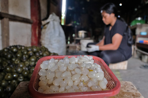 Pekerja mengupas buah kolang kaling (Arenga pinnata) yang telah direbus di Desa Lowungu, Bejen, Temanggung, Jawa Tengah, Sabtu (21/2/2026). Foto: Anis Efizudin/ANTARA FOTO