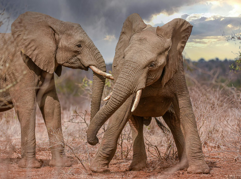Ilustrasi gajah yang kuat dan besar. Foto: Pexels