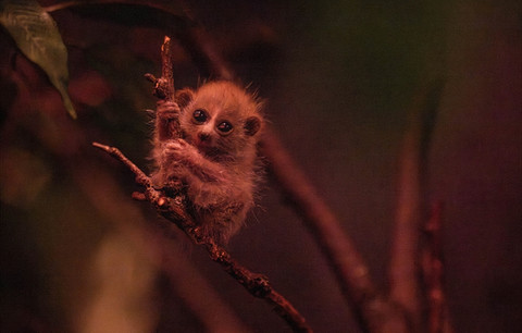 Bayi kukang kerdil langka lahir di Bronx Zoo. Foto: WCS (Wildlife Conservation Society)