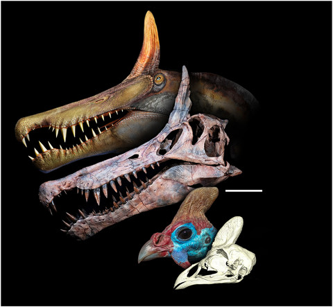 Penampakan Spinosaurus mirabilis. Foto: Science/TODD GREEN