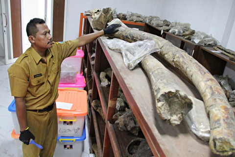 Edukator Museum Situs Purbakala Patiayam, Ari Mustaqim menunjukkan fosil gajah Stegodon yang sempat ditawar Rp 1 miliar. Foto: Vega Maarijil Ula/kumparan