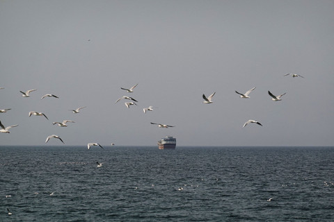 Burung-burung terbang di dekat perahu di Selat Hormuz di tengah konflik AS-Israel dengan Iran seperti terlihat dari Musandam, Oman, Senin (2/3/2026). Foto: Amr Alfiky/REUTERS