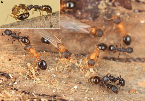 (A) Ratu muda bersayap ginomorfik dari Temnothorax kinomurai (kiri) mencoba menyengat pekerja T. makora (kanan). (B) Sarang T. kinomurai yang berisi ratu muda bersayap ginomorfik dan intermorfik tanpa sayap dari T. kinomurai (coklat muda) dan pekerja inang T. makora coklat tua. Foto: Current Biology/Hamaguchi dkk
