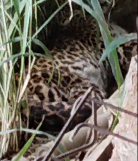 Macan tutul di Dukuh Sendang, Desa Sepanjang, Kecamatan Tawangmangu, Kabupaten Karangnyar. dok BPBD Karanganyar