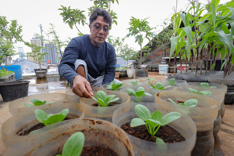 Warga Kelurahan Pasar Manggis memanfaatkan rooftop seluas 90 meter persegi di rumahnya di Jalan Menteng Atas, Setiabudi, Jakarta Selatan, Sabtu (7/3), sebagai lokasi pertanian perkotaan atau urban farming. Foto: Jamal Ramadhan/kumparan