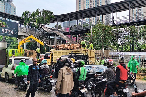 Suasana pembersihan jalan usai kejadian pohon tumbang di JPO Tanjung Barat, Jakarta Selatan, Minggu (8/3). Foto: Zamachsyari/kumparan