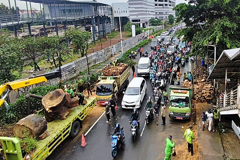 Suasana pembersihan jalan usai kejadian pohon tumbang di JPO Tanjung Barat, Jakarta Selatan, Minggu (8/3). Foto: Zamachsyari/kumparan