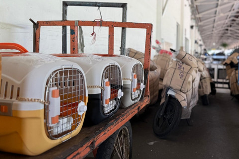 Ilustrasi pengiriman hewan peliharaan di KAI Logistik. Foto: KAI Logistik.