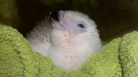 Bayani, elang filipina (Pithecophaga jefferyi), yang menetas di pusat penangkaran Philippine Eagle Foundation di Kota Davao, Filipina. Foto: Philippine Eagle Foundation/Viory