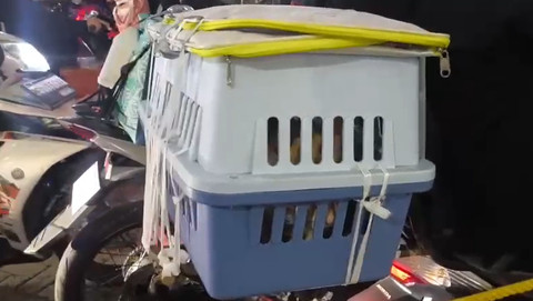 Oyen kucing Santi ikut mudik. Foto: kumparan